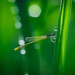 探索卢克索:古埃及文明的璀璨明珠与历史遗迹 ftl8k