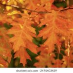 3D开奖直播广播全程高清同步播放 2ggk5t0ak1