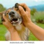 2014年亚青赛全程赛事直播精彩不容错过 2jv6kt5co