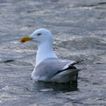 2014132期双色球开奖结果查询与中奖号码公布 ber3v