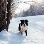 2013风云直播:开启网络互动新时代 cj3wk