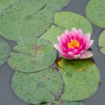 2014325期双色球开奖号码历史回顾与查询 g0al8kcp