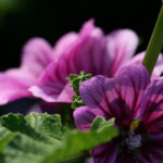 2014129期双色球开奖结果查询与中奖号码公布 u1lsfx91m7